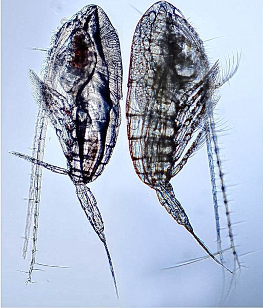 Calanus helgolandicus female and male Calanus helgolandicus female and male