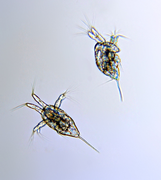 Nauplii Centropages ponticus Nauplii Centropages ponticus