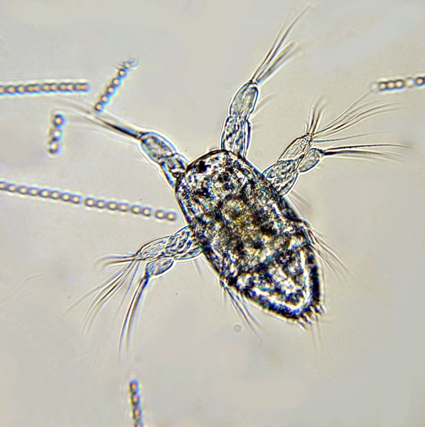 Nauplius Acartia tonsa Nauplius Acartia tonsa