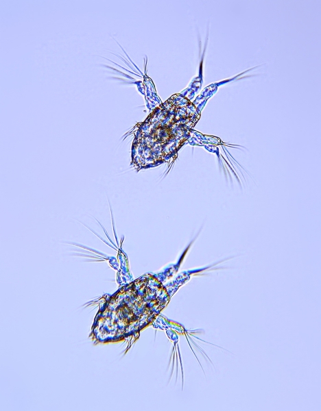 Acartia clausi nauplii Acartia clausi nauplii