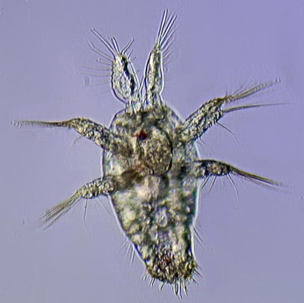 Calanus helgolandicus nauplii Calanus helgolandicus nauplii