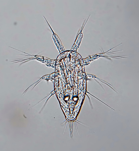 Oithona similis nauplii Oithona similis nauplii
