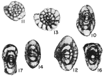 Millerella advena Thompson, 1944