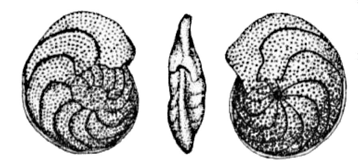 Anomalina wuellerstorfi Schwager, 1866  neotype