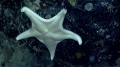Bathyceramaster kelliottae