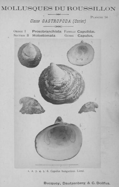 Bucquoy et al. (1882-1886, pl. 56)