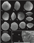 Granorotalia sublobata Benedetti, di Carlo & Pignatti, 2011