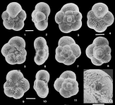 Praepararotalia cretacea Liu, Olsson & Huber, 1998, author: Consorti, Lorenzo