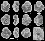 Praepararotalia cretacea Liu, Olsson & Huber, 1998
