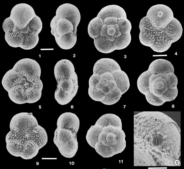 Praepararotalia cretacea Liu, Olsson & Huber, 1998 Praepararotalia cretacea Liu, Olsson & Huber, 1998