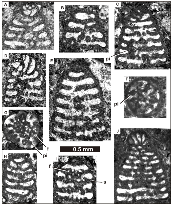 Cantabriconus reocinianus Schlagintweit, Rosales & Najarro, 2017 Cantabriconus reocinianus Schlagintweit, Rosales & Najarro, 2017