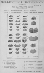 Bucquoy et al. (1882-1886, pl. 62)