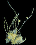 Antennella aurantia, holotype