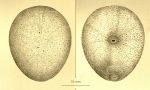 Echinodermata (Echinoderms)