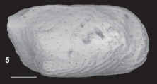 Holotype of Bythocythere agostinae Sciuto, 2016, author: Costa, Victor Messias de Maco