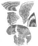Archaias kirkukensis Henson, 1950