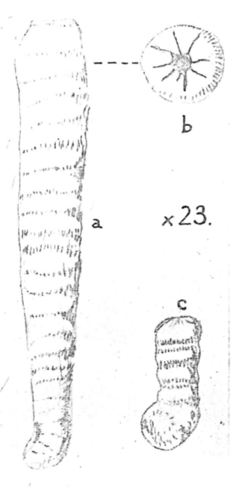 Praerhapydionina huberi Henson, 1950 Praerhapydionina huberi Henson, 1950