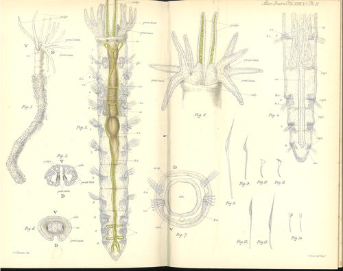 Original plate 9 for Haplobranchus aestuarinus Original plate 9 for Haplobranchus aestuarinus