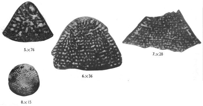 Dictyoconus arabicus Henson, 1948 Dictyoconus arabicus Henson, 1948