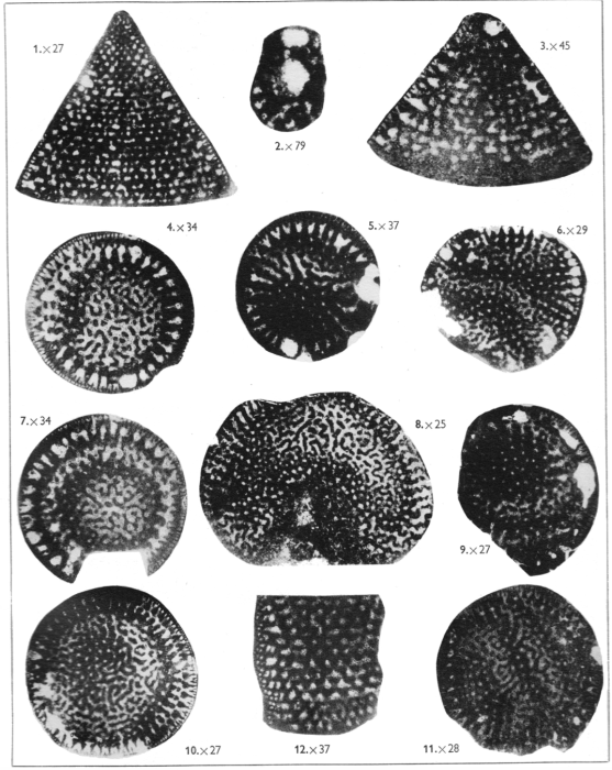 Dictyoconus arabicus Henson, 1948 Dictyoconus arabicus Henson, 1948
