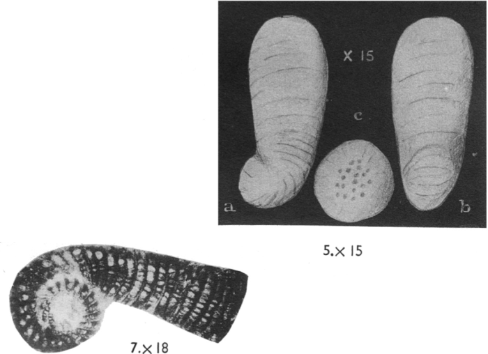 Rhapydionina urensis Henson, 1948 Rhapydionina urensis Henson, 1948