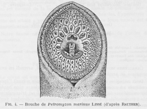 Poll (1947, fig. 004) Poll (1947, fig. 004)