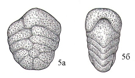 Spiroplectammina optata subsp. ksenevae Podobina, 2021 Spiroplectammina optata subsp. ksenevae Podobina, 2021