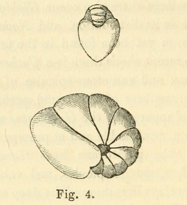 Nonionina labradorica Dawson, 1860 Nonionina labradorica Dawson, 1860