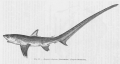 Lamniformes