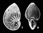 Florilus chesapeakensis Gibson, 1983 holotype