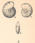 Anomalina ammonoides var. acuta Plummer, 1927, author: Le Coze, François
