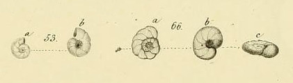 Rosalina ammonoides Reuss, 1844 Rosalina ammonoides Reuss, 1844
