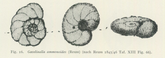 Gavelinella ammonoides (Reuss, 1844) Gavelinella ammonoides (Reuss, 1844)