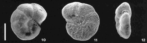 Berthelina ammonoides (Reuss, 1844), author: Le Coze, François