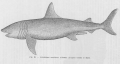 Lamniformes