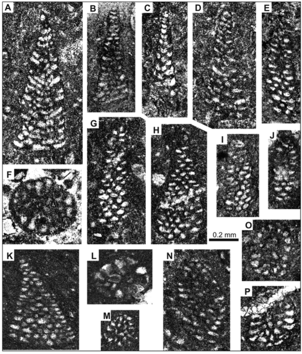 Cribellopsis kharaibensis Schlagintweit, Steuber & Alteneiji, 2024 Cribellopsis kharaibensis Schlagintweit, Steuber & Alteneiji, 2024