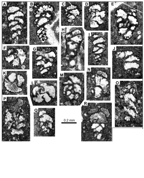Voloshinoides simplex Schlagintweit, Steuber & Alteneiji, 2024 Voloshinoides simplex Schlagintweit, Steuber & Alteneiji, 2024