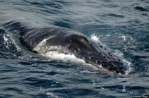 Humpback whale