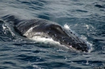 Mammalia