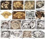 Rotorbinella pachypila Consorti, Bagherpour & Soleimani, 2024