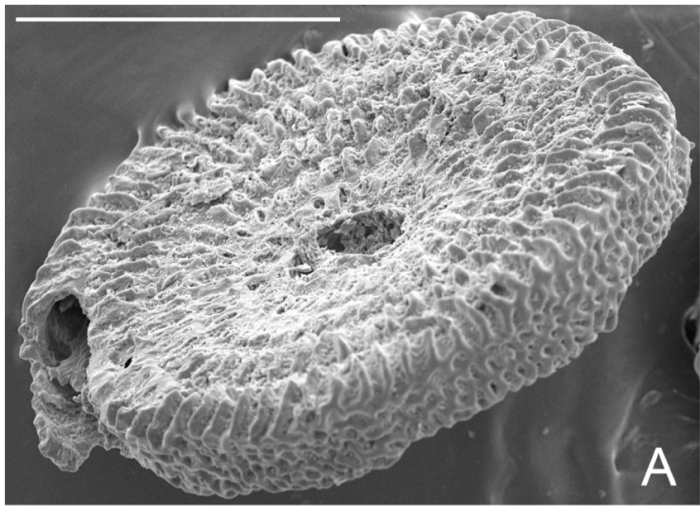 Raskiniella plana (Wiesner, 1931) Raskiniella plana (Wiesner, 1931)