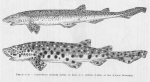 Carcharhiniformes