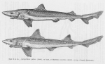 Elasmobranchii