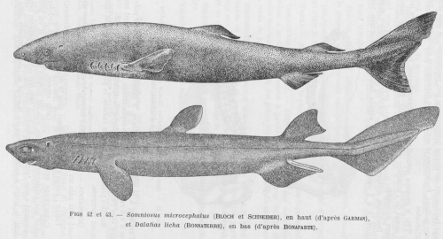 Poll (1947, fig. 042 & 043)