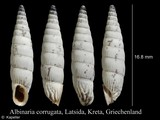 Albinaria corrugata, author: Kapeller, Rudolf