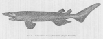 Poll, M. (1947). Poissons marins. Faune de Belgique, 1. Le Patrimoine du Musée Royal d'Histoire Naturelle de Belgique/Musée Royal d'Histoire Naturelle de Belgique: Brussel. 452 pp.