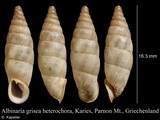 Albinaria grisea, author: Kapeller, Rudolf