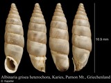 Albinaria grisea heterochroa, author: Kapeller, Rudolf