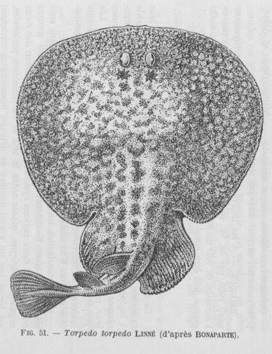 Poll (1947, fig. 051)