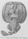 Torpediniformes